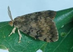 Image of an adult gypsy moth on a leaf