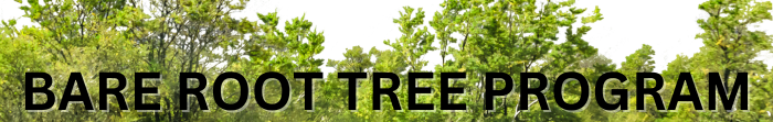 bare root tree banner image