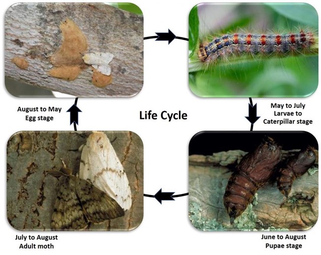 Image showing the life cycle of a gypsy moth