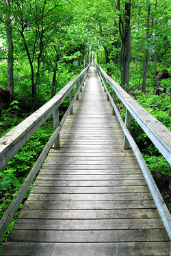 Image of a wooden bridge through nature trail