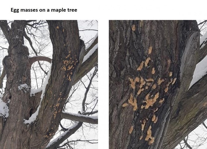 image showing gypsy moth egg masses on a tree